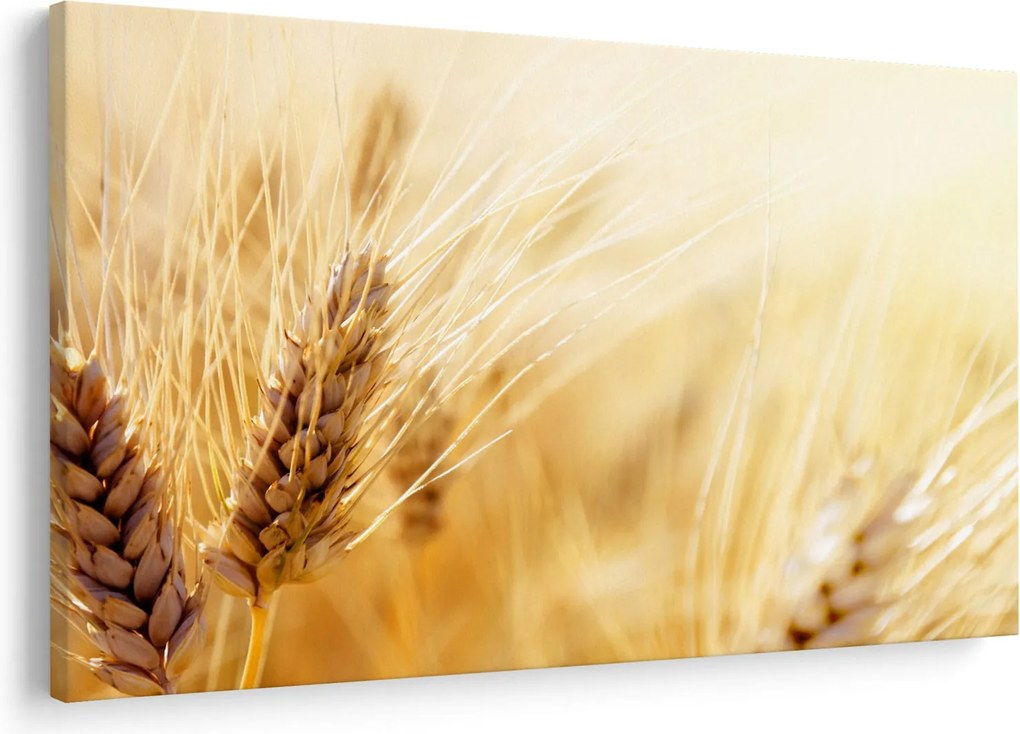 Kép - részlet gabona (90x60 cm)