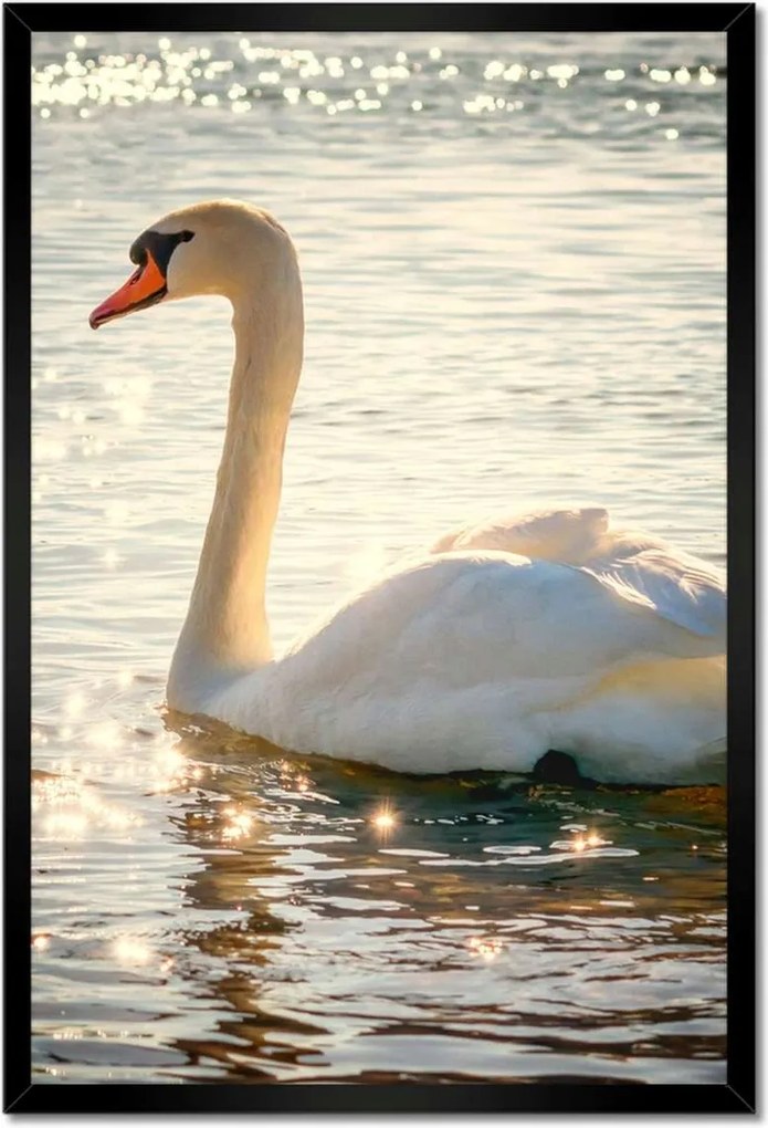 Poszterek keretben 40x60 Hattyú a tavon