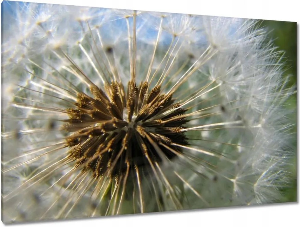 Vászonkép 120x80 Pitypang Virág Virágok