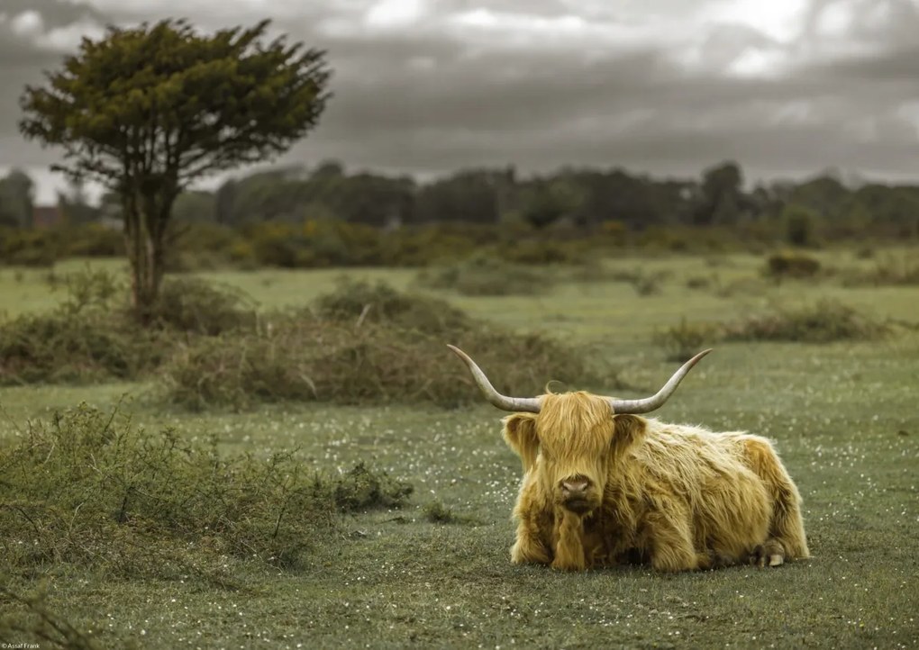 Poszter 42x29,7cm Tehén a faluban 2, Assaf Frank