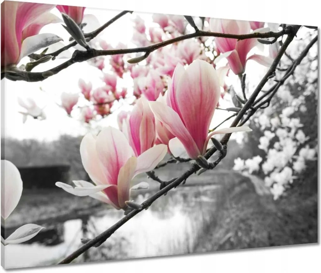 Vászonkép 80x60 Magnólia Virágok