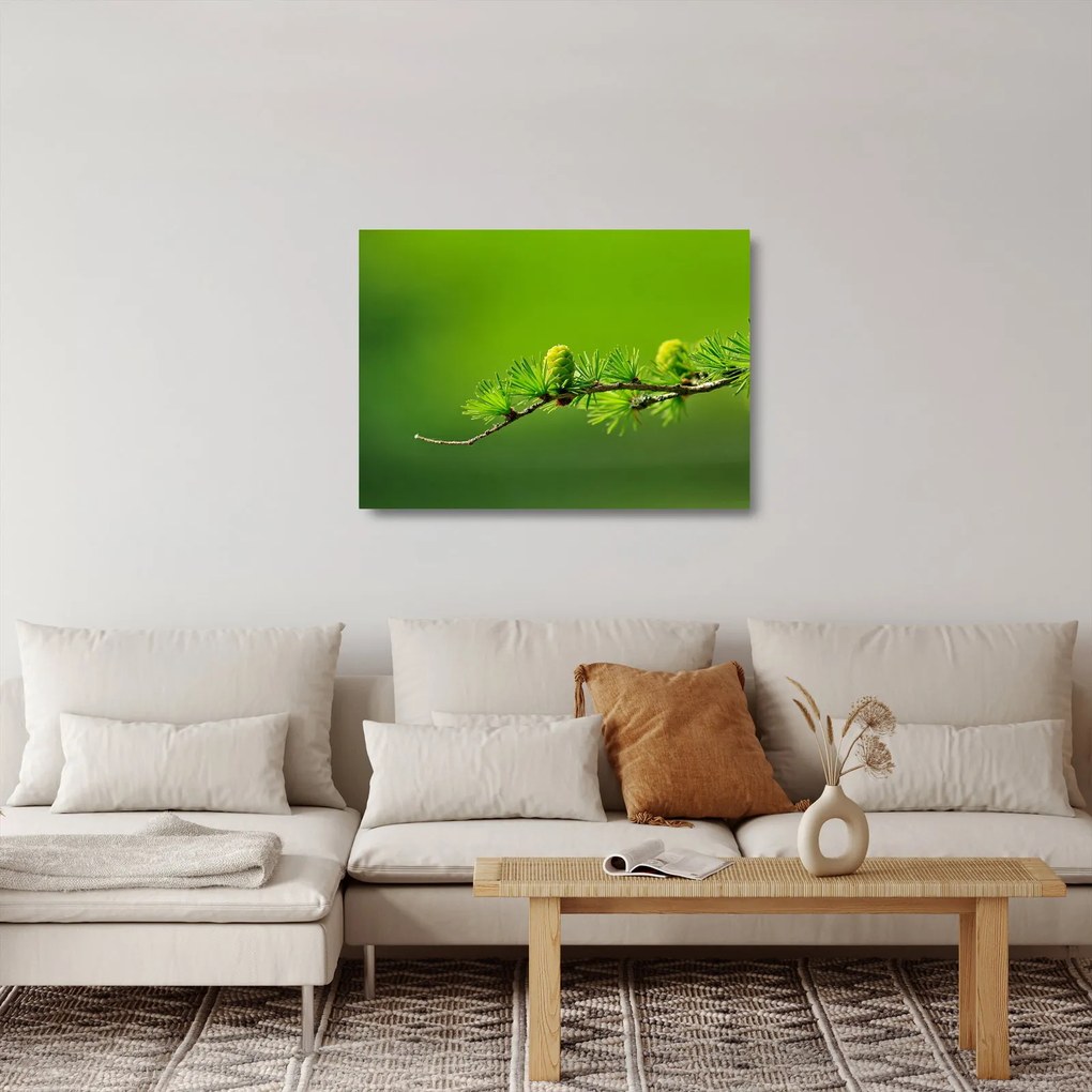 Zöld fenyőtoboz képe (üvegen) (70x50 cm)