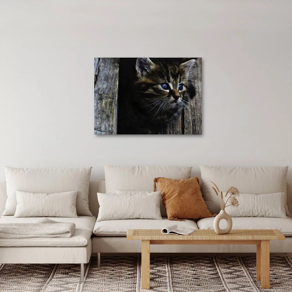 Cica képe (70x50 cm)