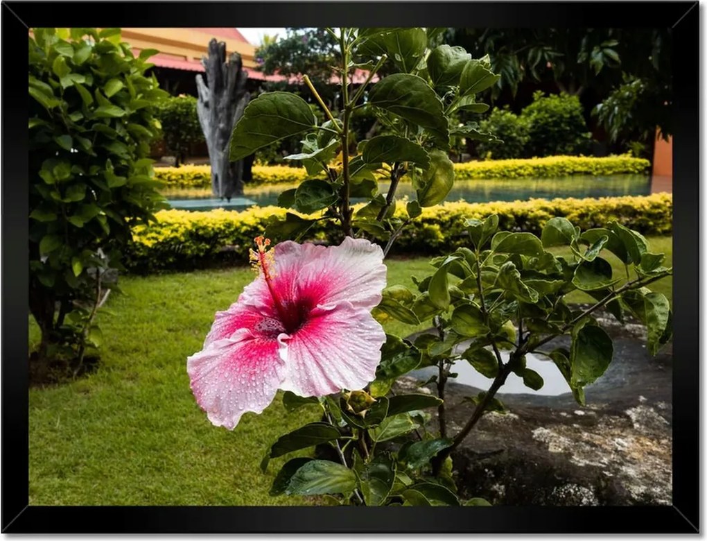 Poszterek keretben 40x30 Virágok