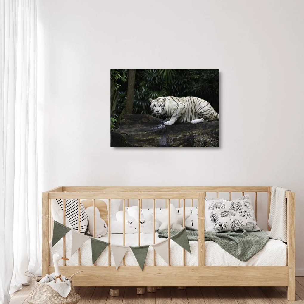 Kép - albínó tigris (üvegen) (70x50 cm)