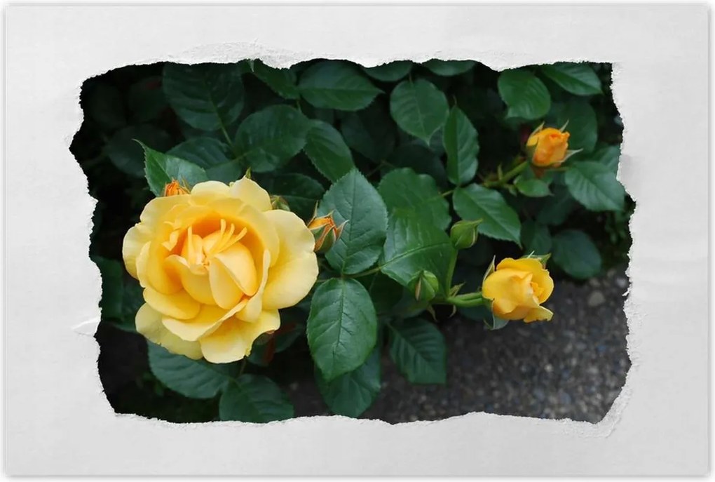 Poszter 60x40 Sárga rózsa