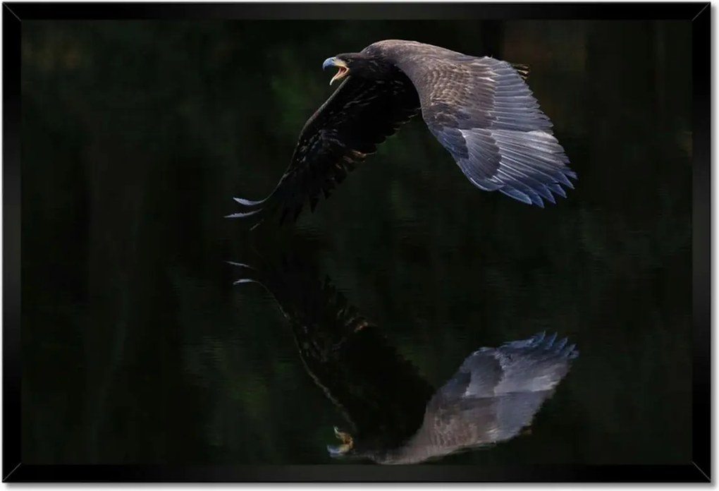 Poszterek keretben 60x40 Madarak