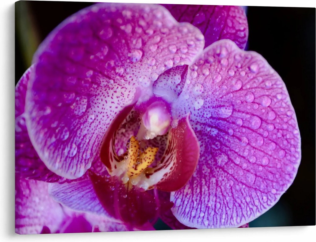 Részletes kép az orchidea virágról (70x50 cm)
