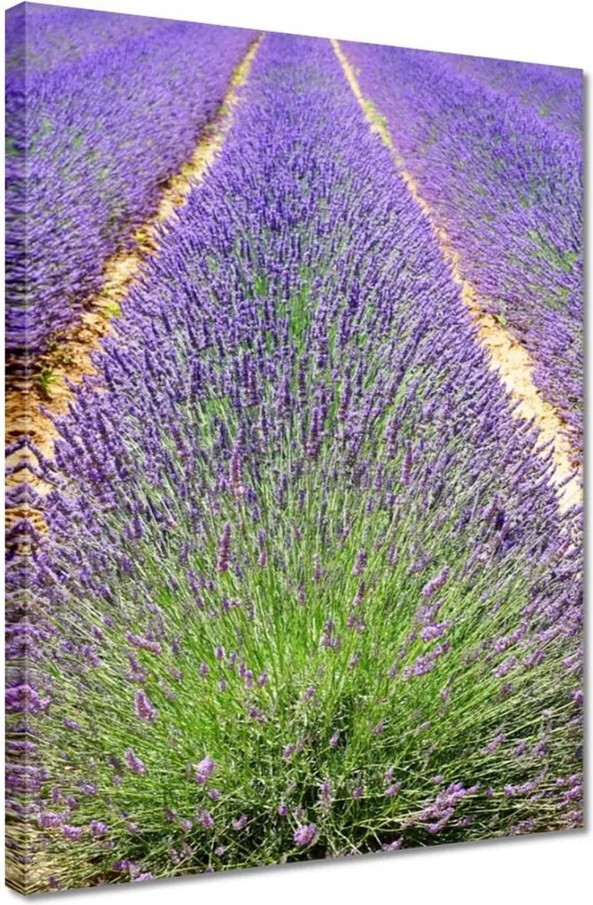 Vászonkép 30x40 Levendula