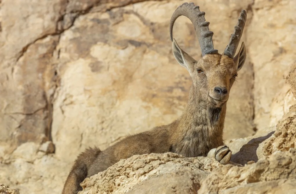 Poszter 91,5x60cm Nubiana Ibex 4, Assaf Frank