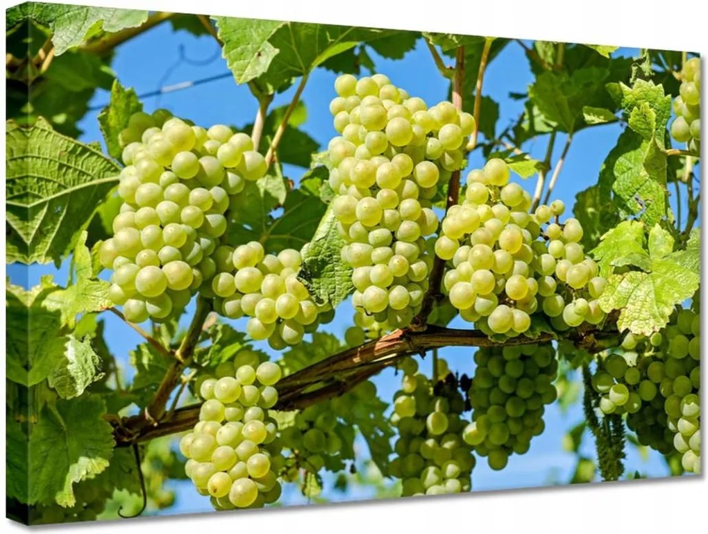 Vászonkép 30x20 Zöld szőlő