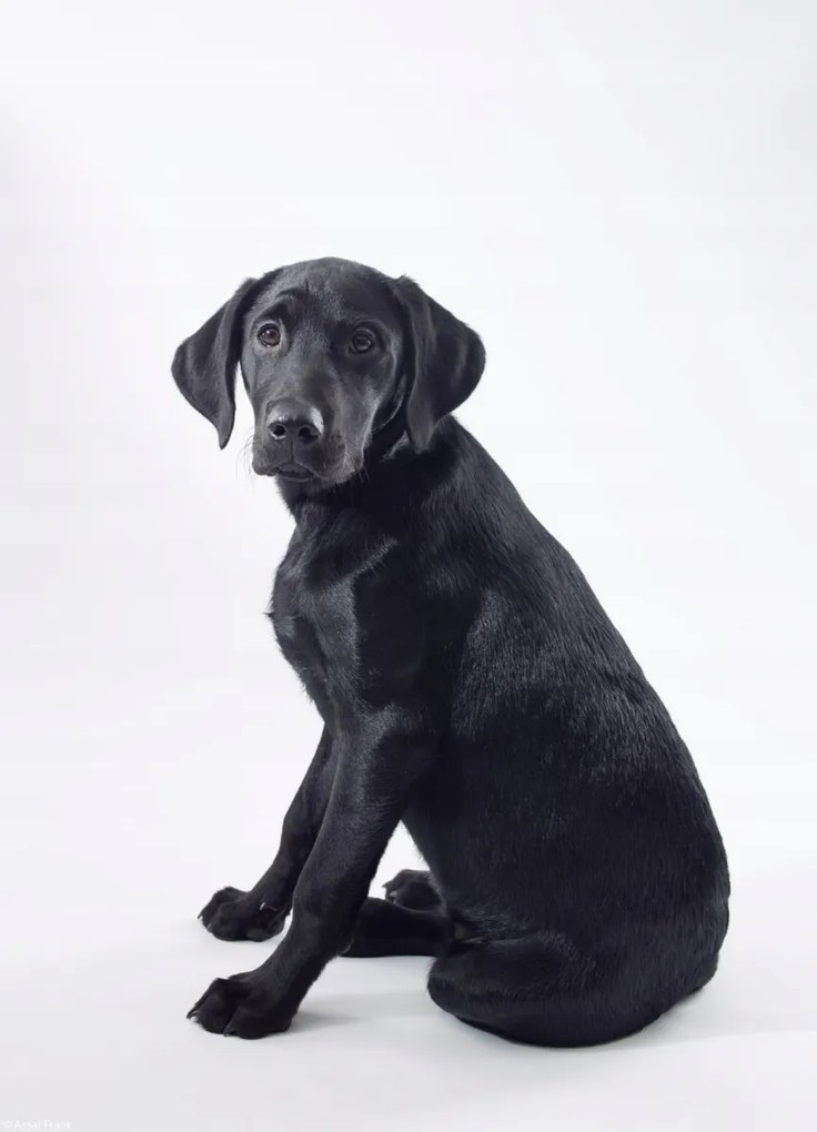 Poszter 20,5x28,4cm Fekete labrador fehér alapon 2, Assaf Frank
