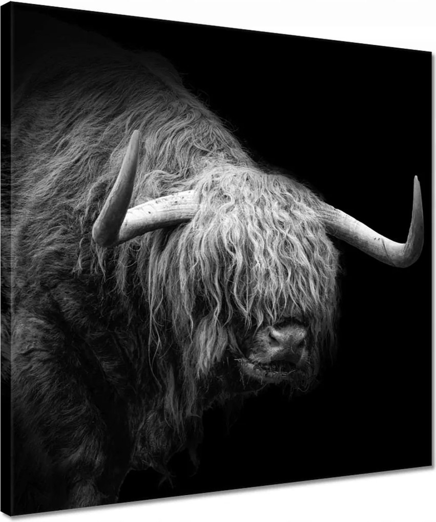 Vászonkép 40x40 Skót tehén állat