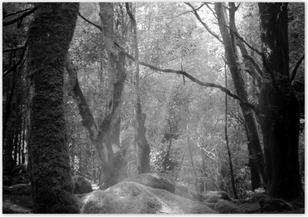 Poszterek 100x70 Rejtélyes erdő Sugárzás