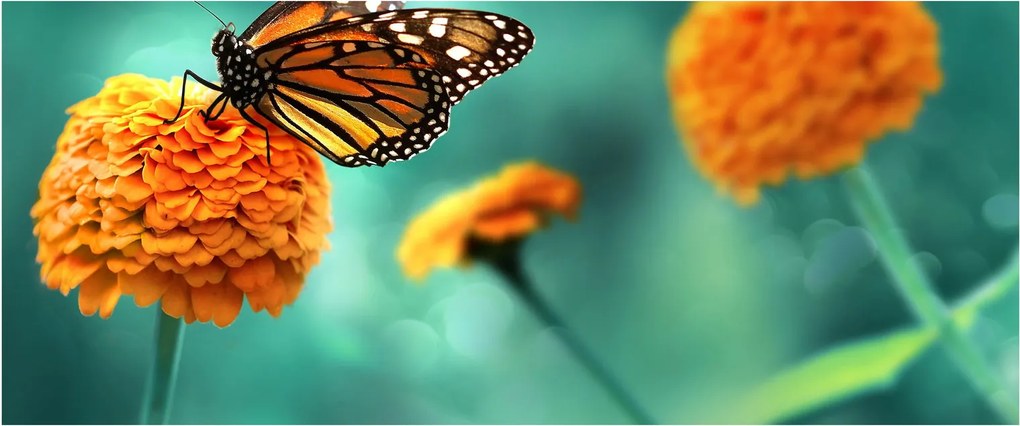 Egy pillangó képe (120x50 cm)