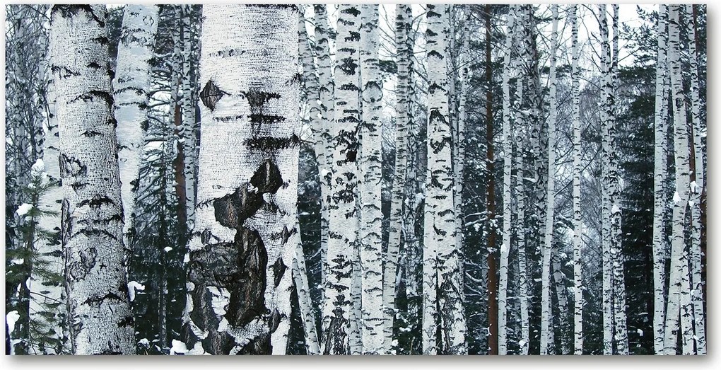 Fotó kép edzett üveg Nyírfák 140x70