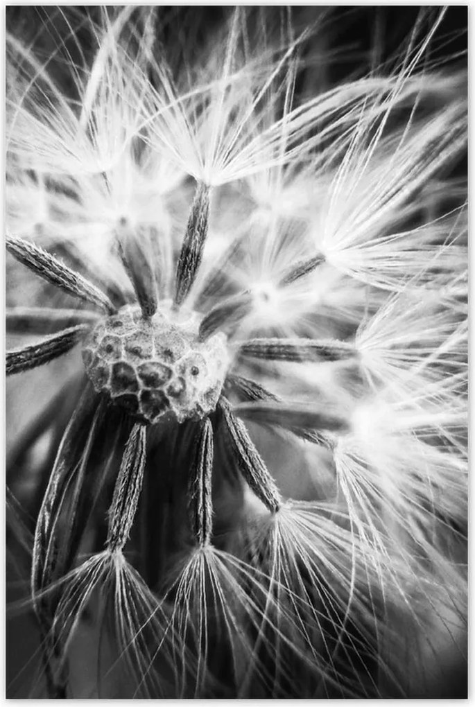 Poszterek 80x120 Pitypang Virág Virágok