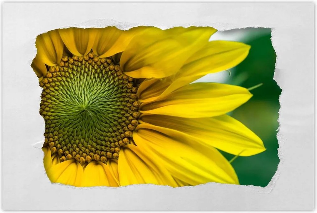 Poszter 60x40 Napraforgó Virág