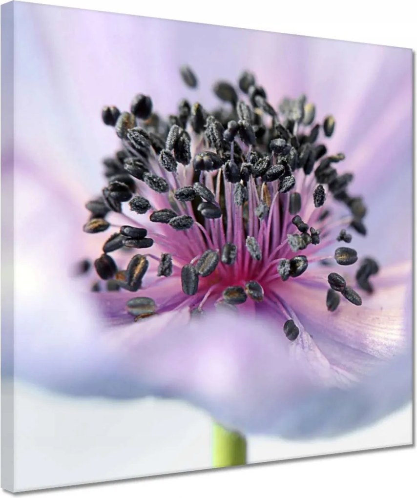 Vászonkép 30x30 Finom porzószálak