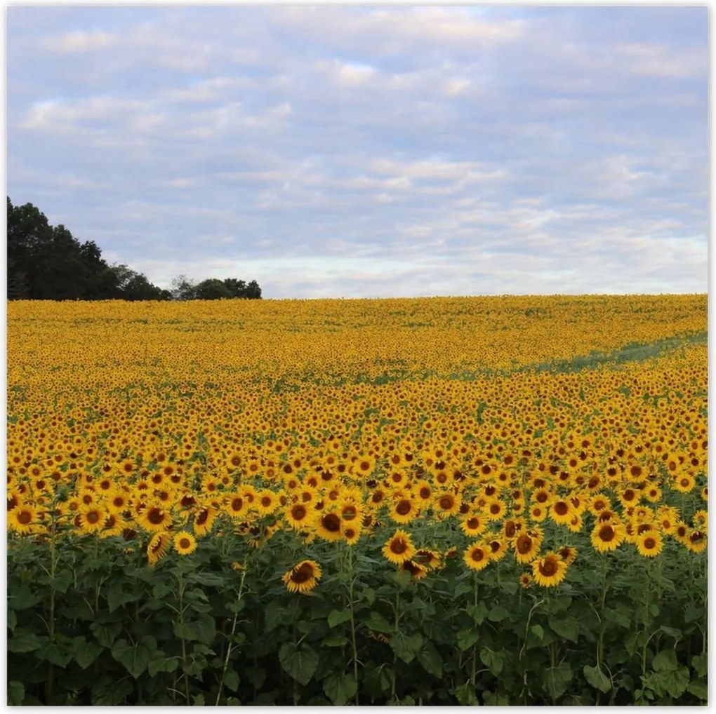 Poszterek 100x100 Napraforgó mező