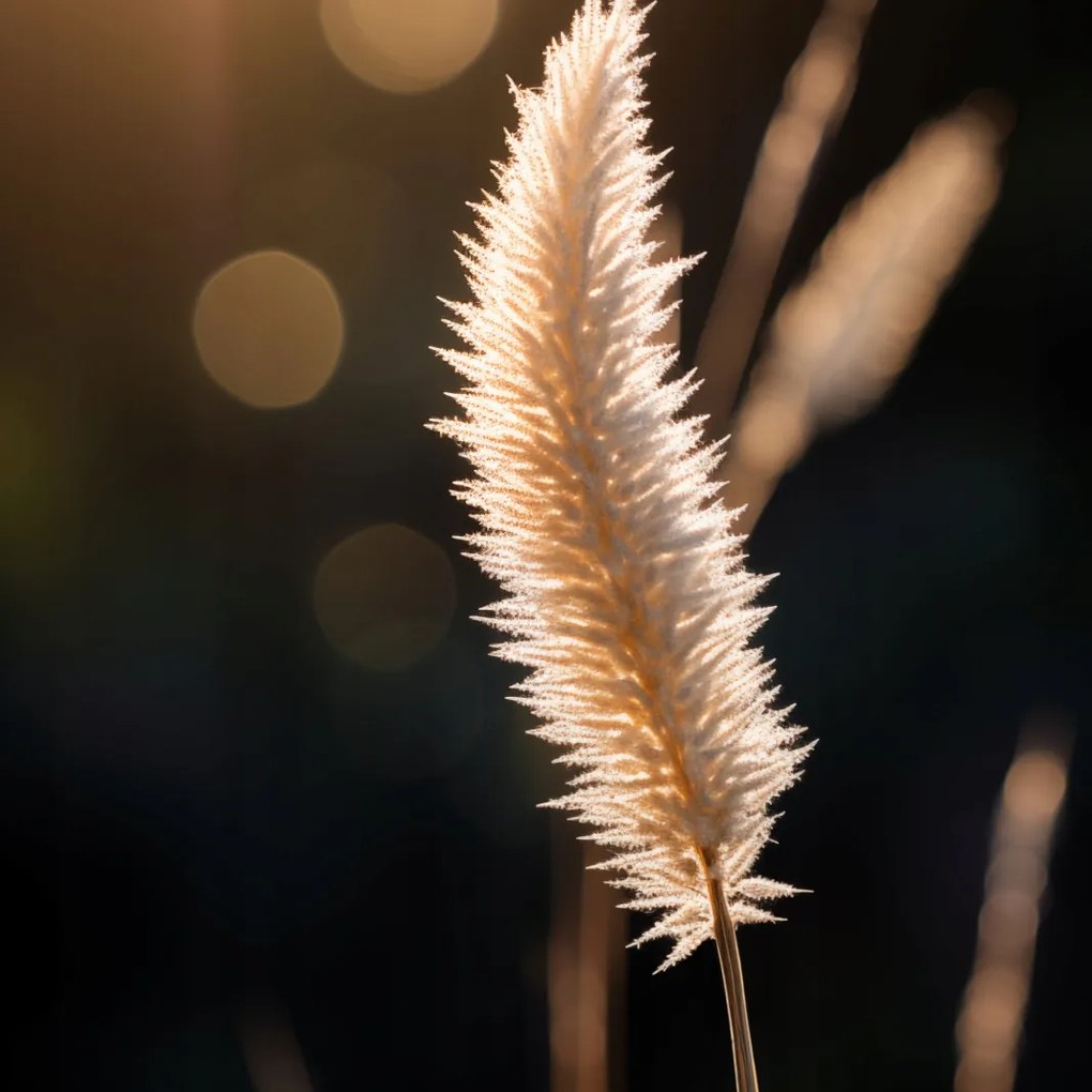 Poszter 60x60cm Arany fény