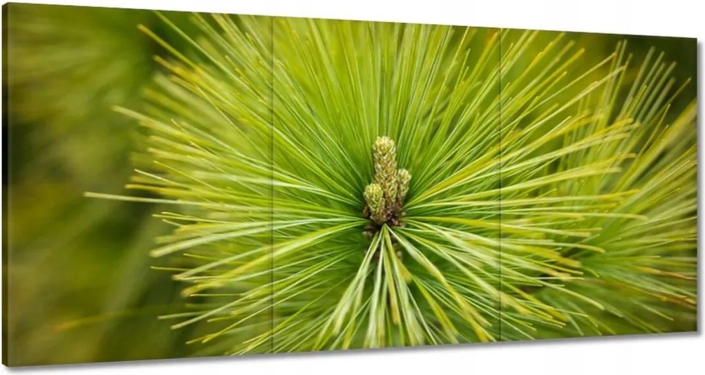 Festmények 120x60 Ág