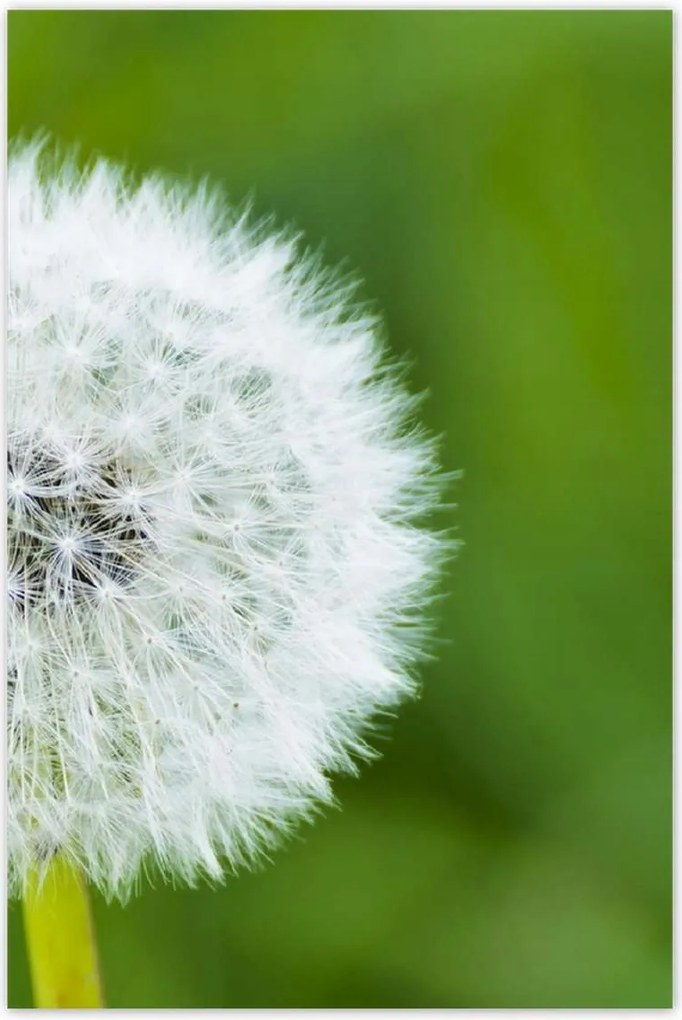 Poszterek 80x120 Pitypang Virág Virágok