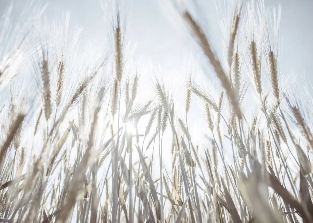 Poszter 70x50cm Napsugarak az árpán keresztül, Assaf Frank