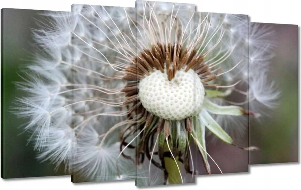 Vászonkép 100x60 Pitypang Virág Virágok