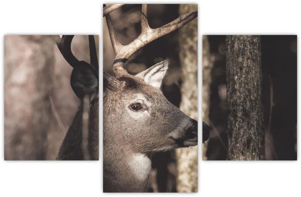 Kép - Szarvas az erdőben (90x60 cm)