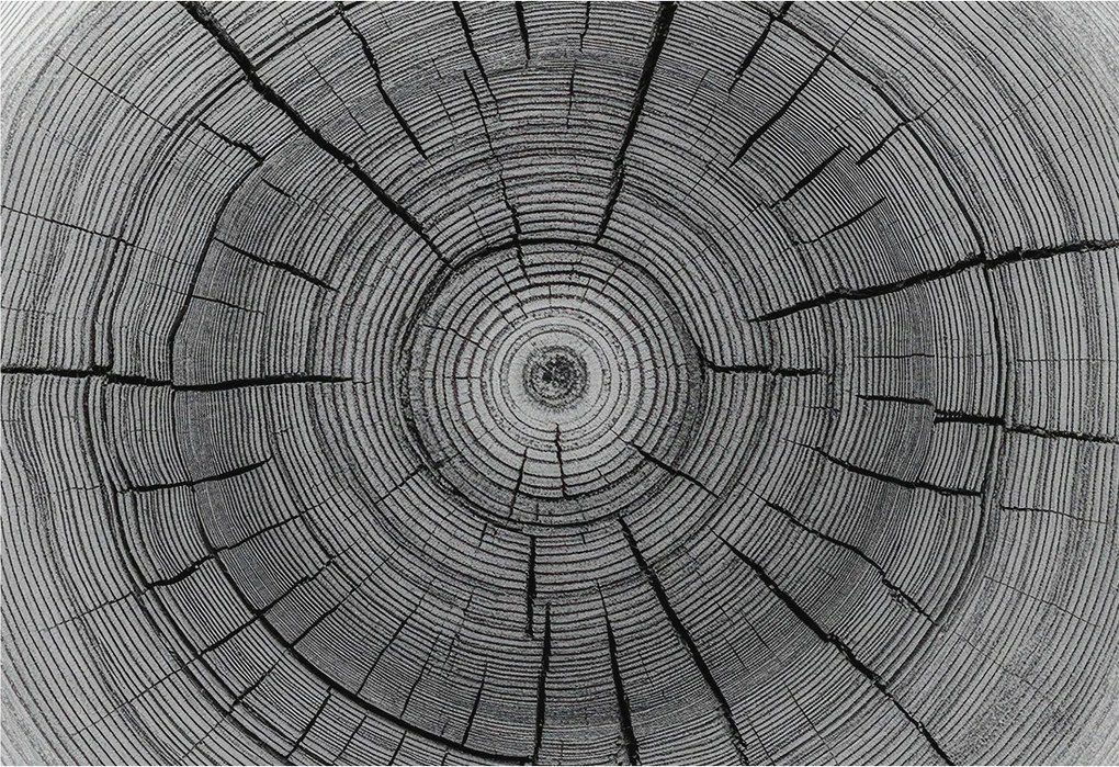 Divatos Flizelin tapéta 3D ragasztóval Fali Erdei harmónia 152x104 Ragasztó