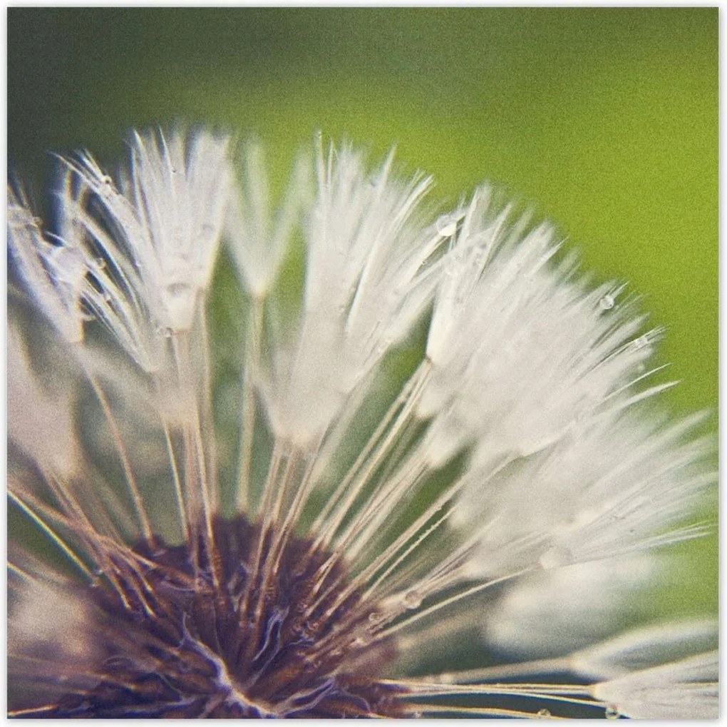 Poszterek 100x100 Pitypang Virág Virágok