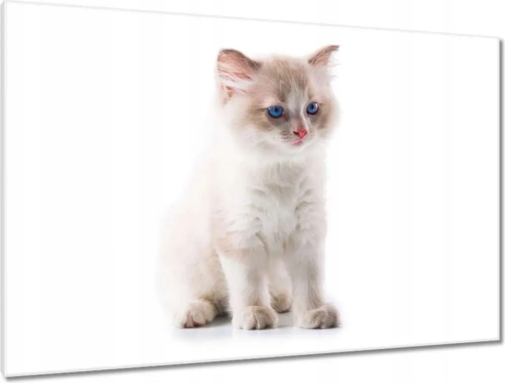 Képek 120x80 Cica Cicák