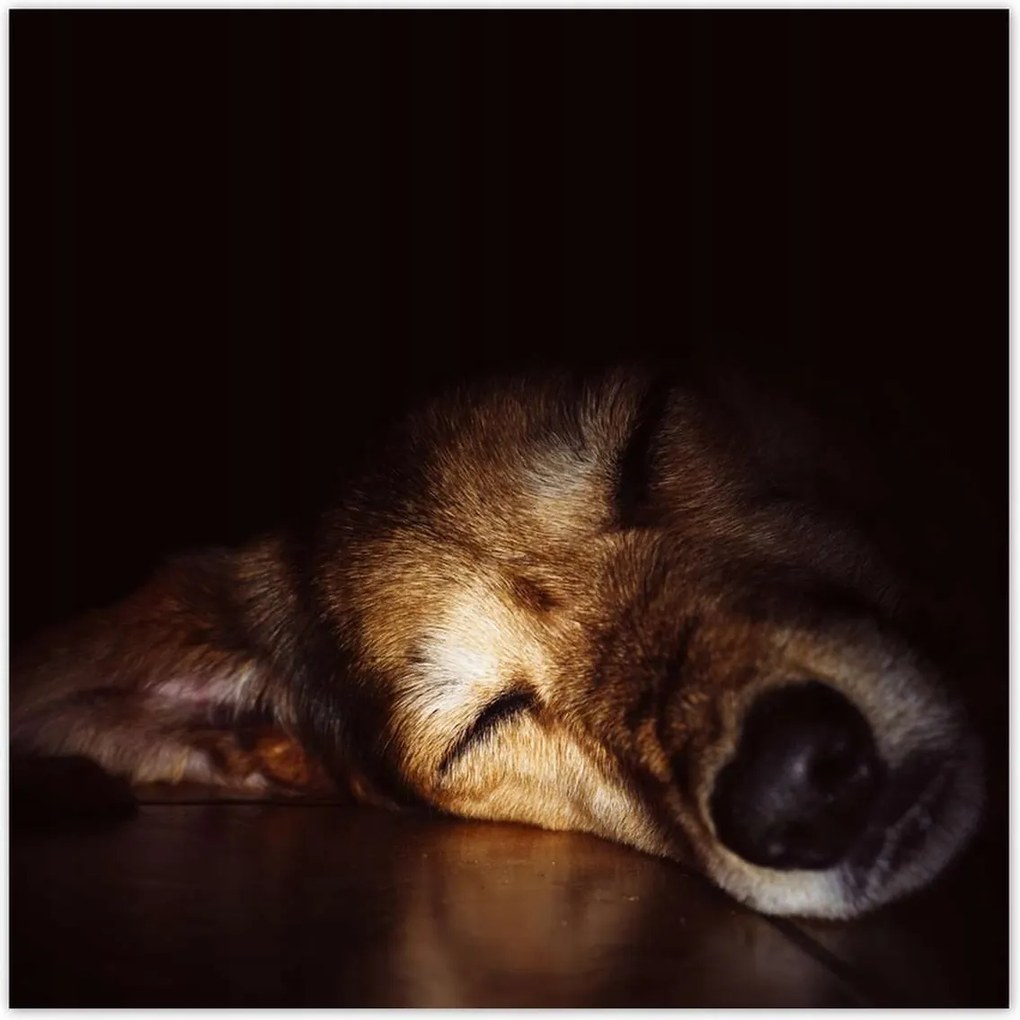 Poszterek 100x100 Kutya fekszik a padlón