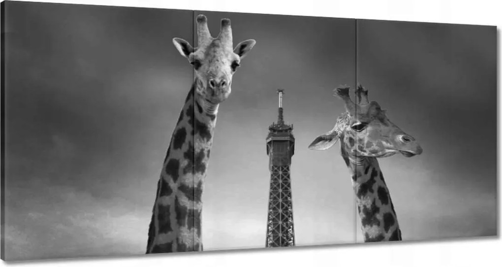 Festmények 120x60 Zebrák az Eiffel-torony előtt