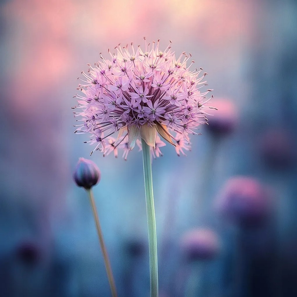 Vászonkép Canvas Rózsaszín Virág Fokhagyma Dekoratív Makró Pasztell 80x80