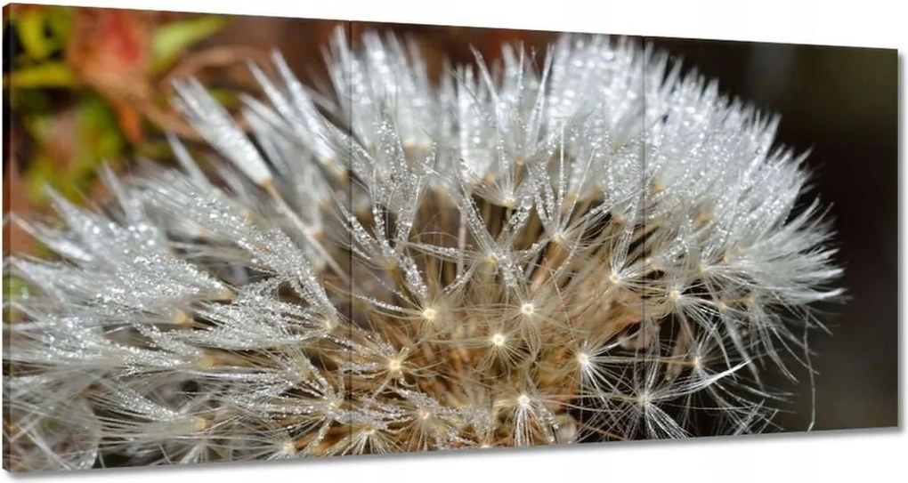 Vászonkép 180x90 Pitypang Virág Virágok