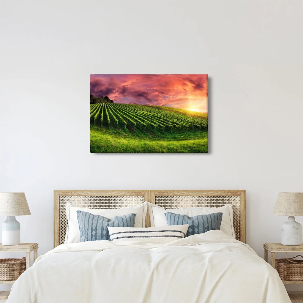 Szőlőskert és a színes égbolt képe (90x60 cm)