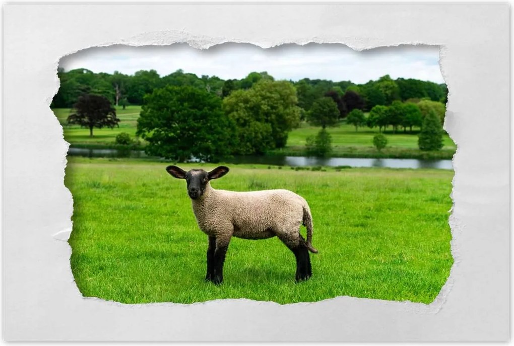 Poszterek 90x60 Juh legeltetés Bárányok Juhok