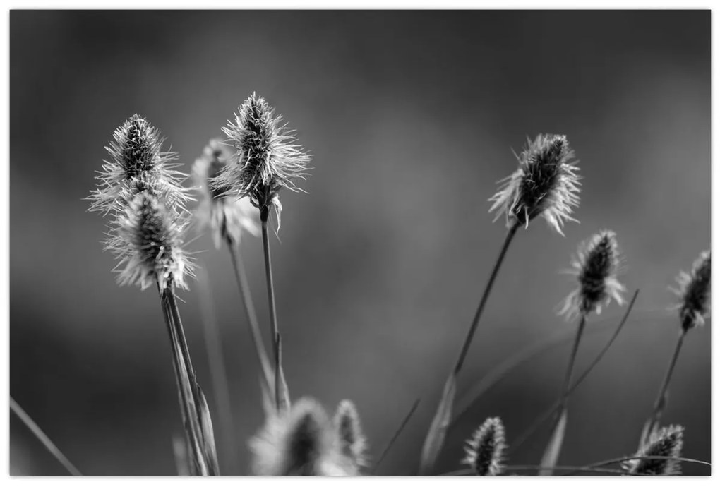 Kép - Bézs színű puha fű N⁰2 (90x60 cm)