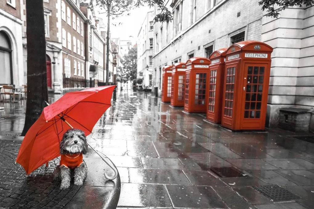 Poszter 60x40cm Kutya esernyővel a londoni utcán, Assaf Frank