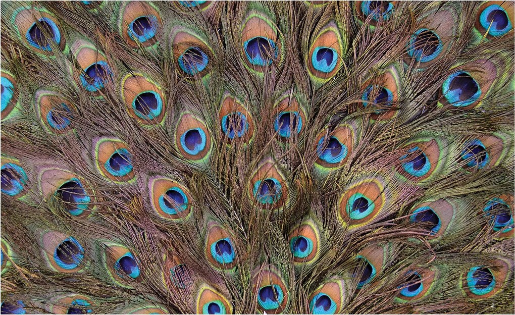 Flizelin fotótapéta Páva tollak Egzotika Elegancia Színek 368x254 +ragasztó