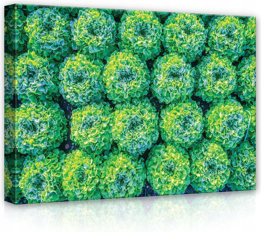 Vászonkép 70x50 Saláta zöld friss természet mező kert egészség minta textúra