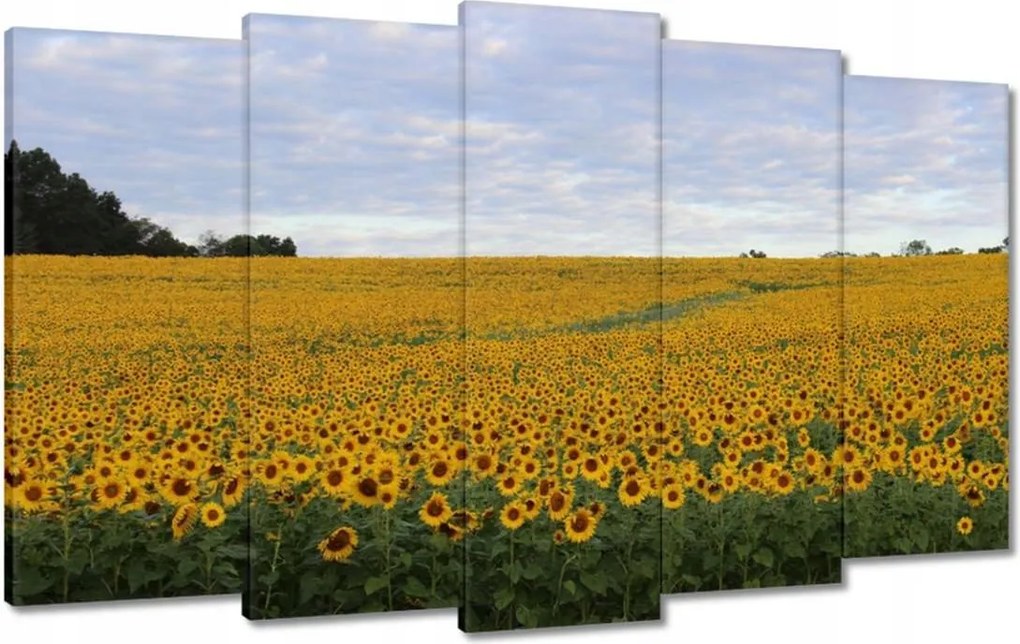 Festmények 100x60 Napraforgó mező