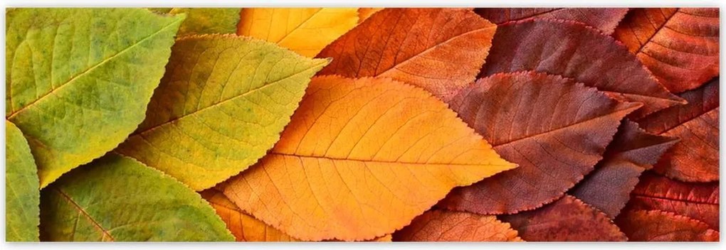 Poszterek 200x66 Őszi színes levelek Levelek az ősz színeiben