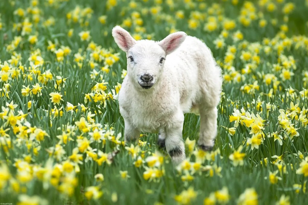 Poszter 45x30cm Bárány a nárciszmezőn, Assaf Frank