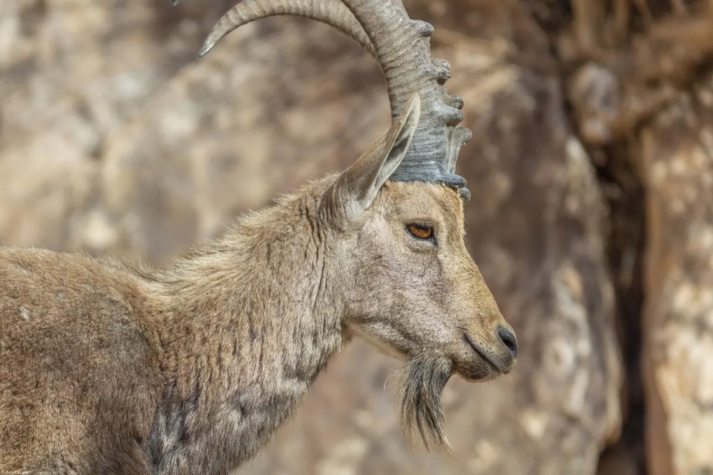 Poszter 45x30cm Nubiana Ibex 6, Assaf Frank