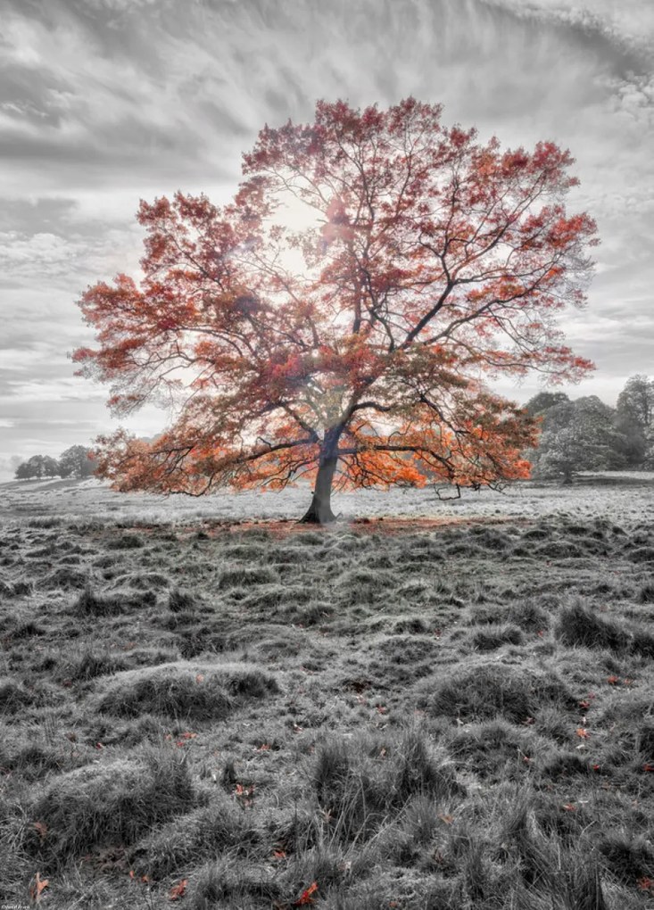 Poszter 39,5x55cm Egy fa az őszben, Assaf Frank