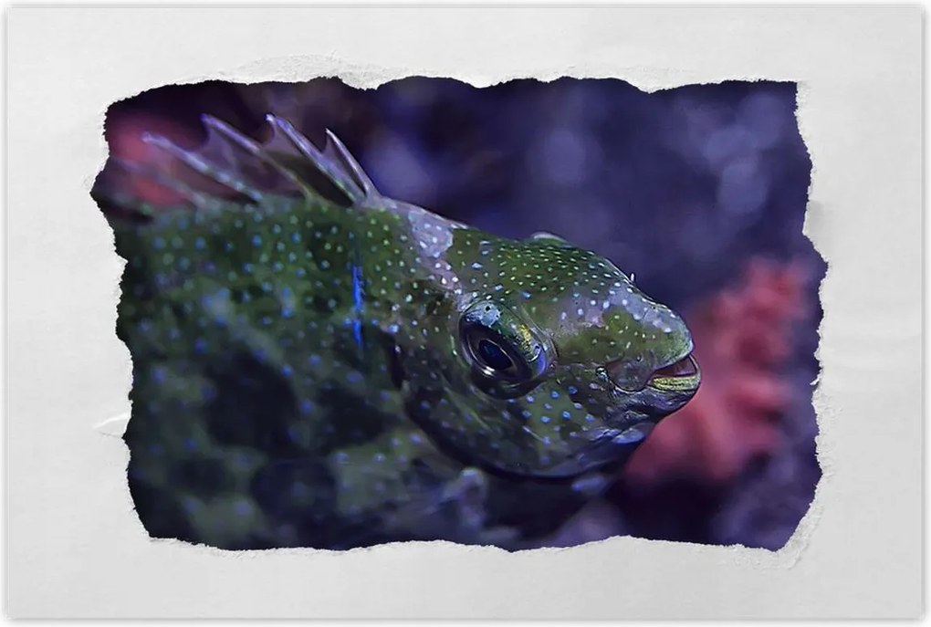 Poszterek 120x80 Tengeri vízi ökoszisztéma