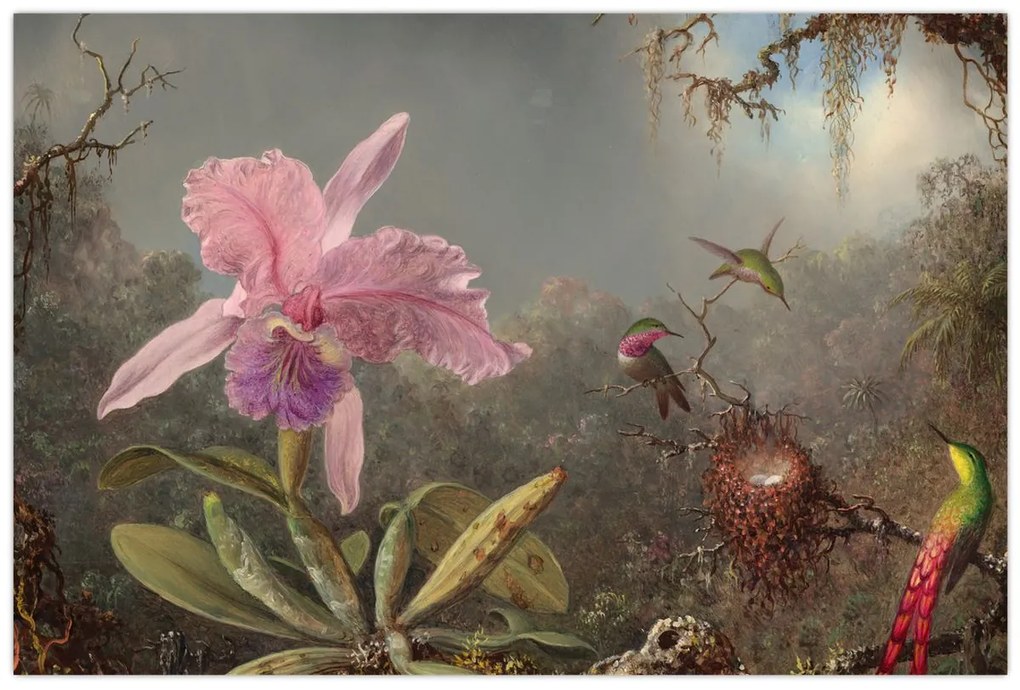 Kép - Martin Johnson Heade, Cattleya Orchid and Three Hummingbirds, reprodukciók (90x60 cm)